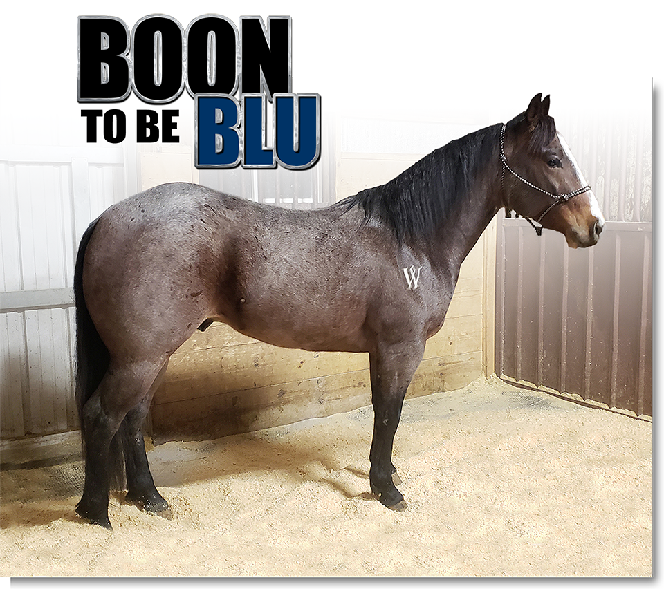 Weber Quarter Horses Stallion Boon To Be Blu