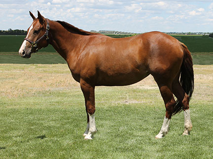 Weber Quarter Horses Broodmares