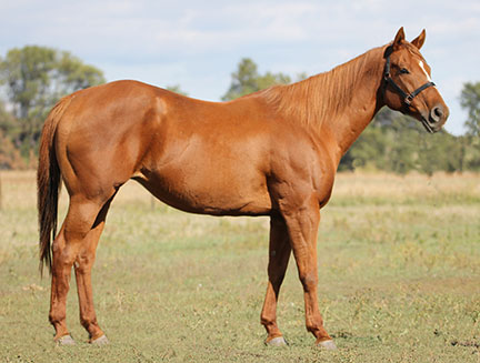 Weber Quarter Horses Broodmares